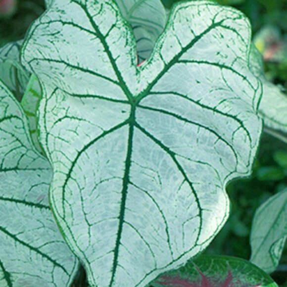 2x White Candidum CALADIUM BULBS - Picture 1 of 1